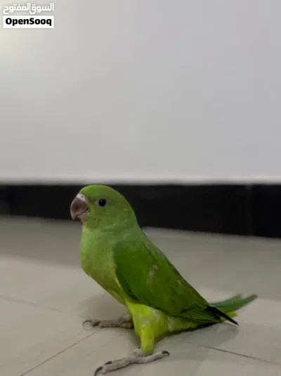 بغباء دره اليف 2