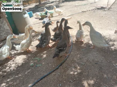 بط بصحه جيده للبيع ع وجه بيض السعر للحبه 5 دينار نهائي 3