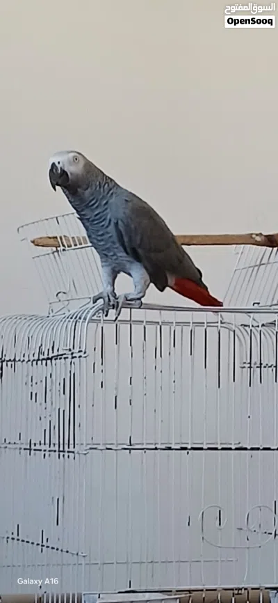 ببغاء زنجباري 4