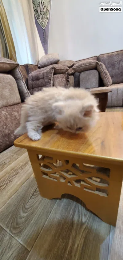 قطط شيرازي للبيع 3