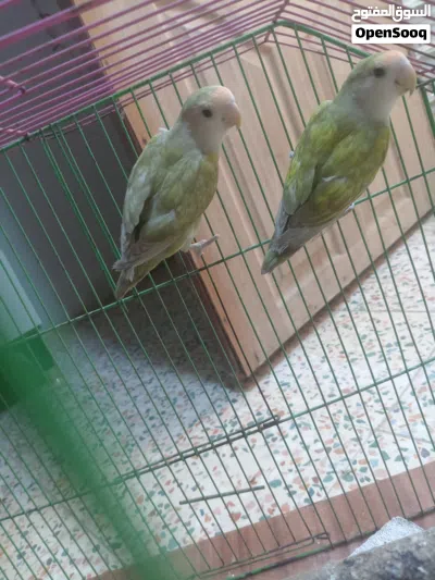 زوج غندوره زيتونيات 2