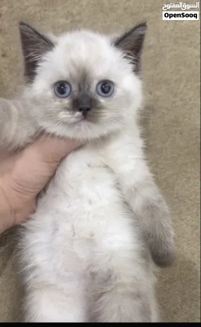 قطوه برتش شورت هير للبيع 2