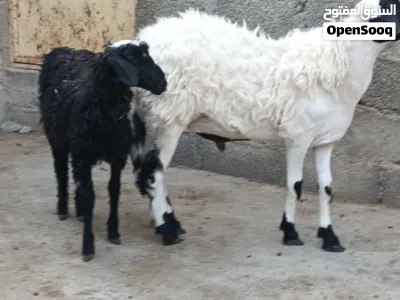 كبشان محليه ذبايح طيبه سمان فول 3