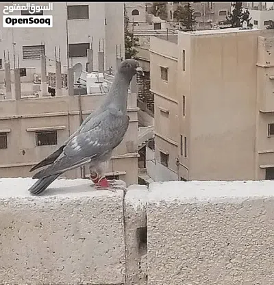 مزهور اصفر قد كفت الايد كلهم 25 دينار جلف قراقطه قلم اسود للبيع الموقع الزرقاء التواصل واتس اب 3
