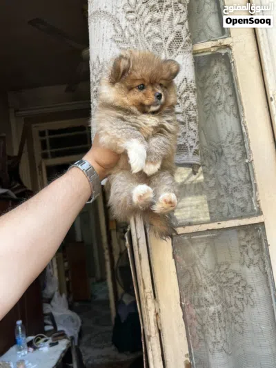 بومارنين Pomeranian 2