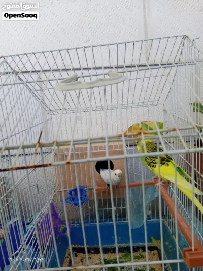 طيور بادجي عمرهم تقريبا سنه 3