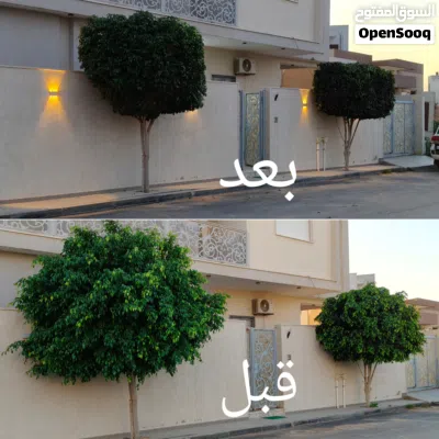 تقليم اشجار وتنسيق حدائق 3