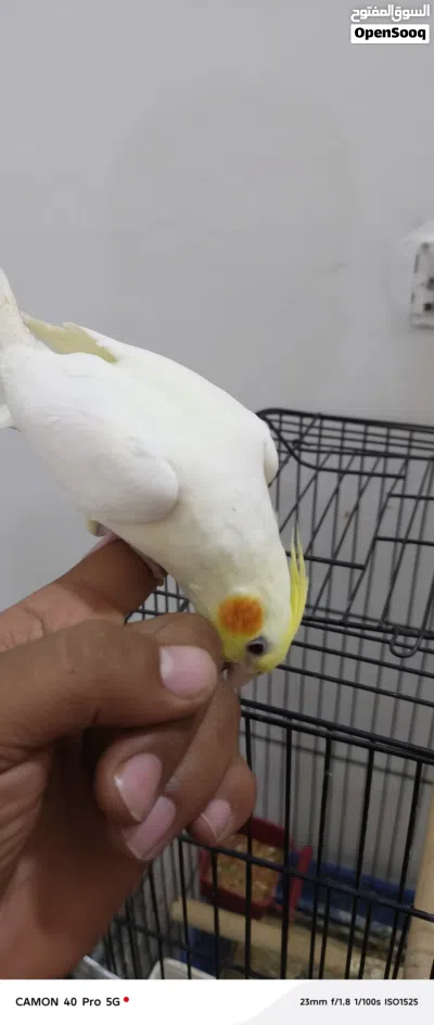 فراخ كوكتيل للبيع .. 2