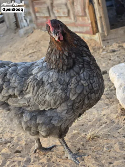 دجاجه هجين للبيع 3