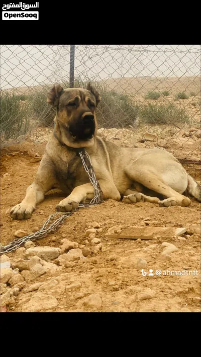 جوز كلاب كانجال بيور منتج لونهم بني فاتح حجم ضخم جدًا 4