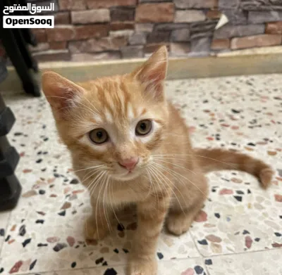 قطط للبيع بسعر رمزي جداً 2