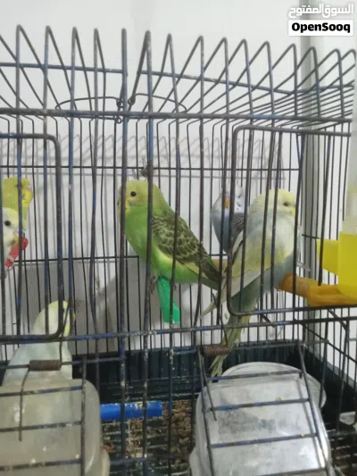 6 من طيور الحب 2