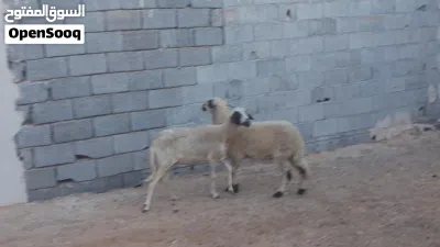 3نعاج وطنيات ربي يبارك عشار بادن الله سنهم زوز رباع ووحده جامعه ضروعهم سليمات مشالله.... 3