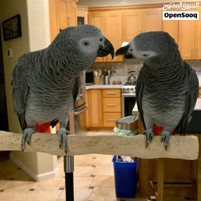 Congo African Grey Parrots – Hand-Reared & Captive Bred in the UAE 2