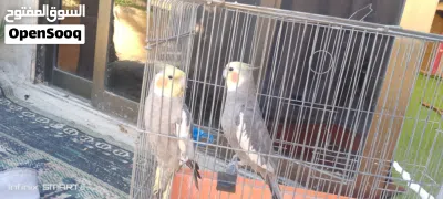 للبيع جوزكوكتيل 2
