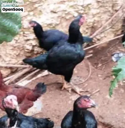 بسم الله ماركا الجنوبيه 8 حبات باكستاني من عمر شهر ل شهر ونصف العلم عند الله ديكين أو ثلاث مطلوب 5 2