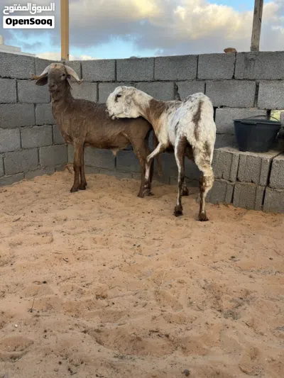 نعجه معاها حولي الله يبارك 2
