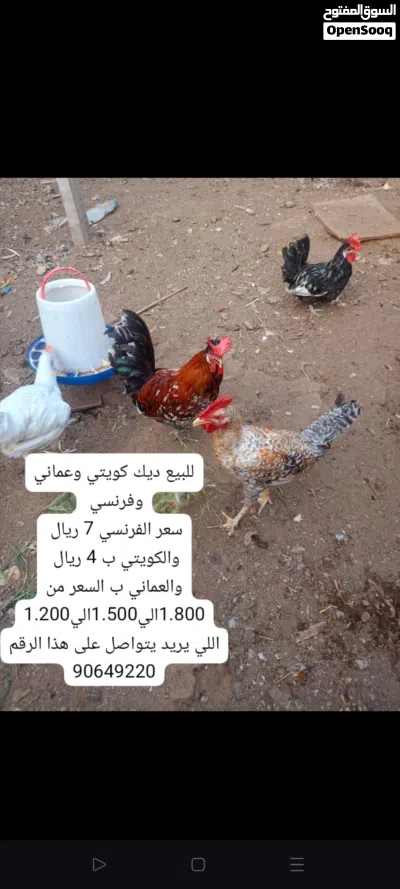 للبيع دجاجه باكستانيه 3