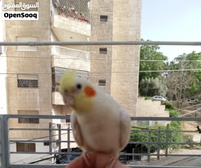 بغبغاء كوكتيل مغرد صوت جميل بيحكي حبيبي والسلام عليكم 2