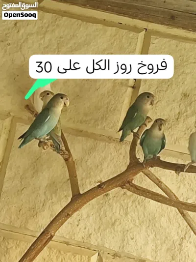مجموعه طيور 2