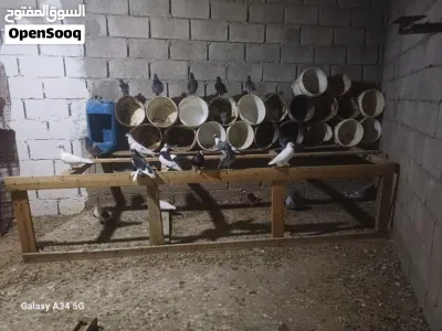 براكة حمام اغلب زاجل 2