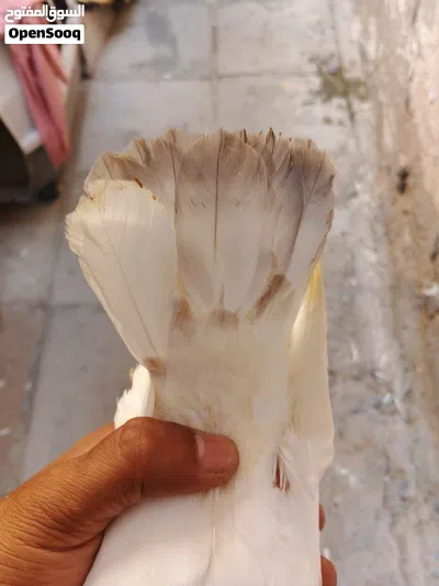 فرغات للبيع الاب زاجل أبيض الامايه حركه فول لقحات الجسم ضغم كلش حلو 3