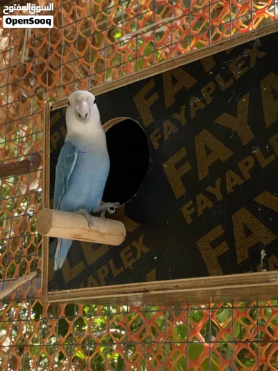 شوف الوصف للبيع زوج روز وأنثى روز وأنثى كوكتيل 3
