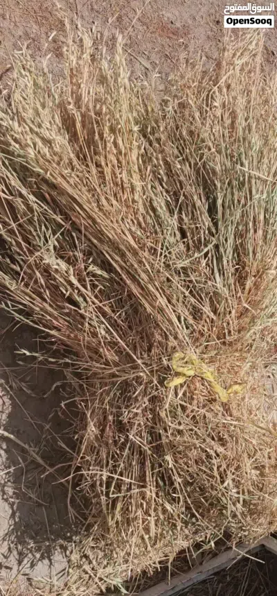 علف أغنام مجفف (شعير) 4