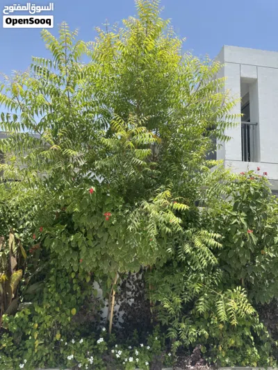 Neem tree around 4 meters 2