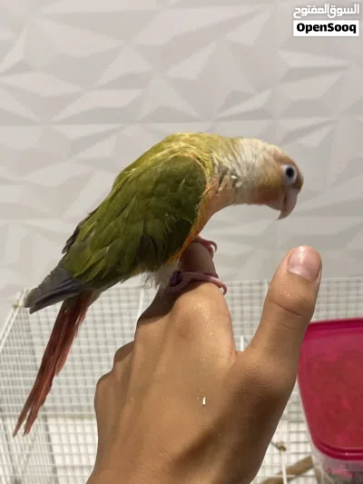 ببغاء كنيور باين آبل و قفص كامل و اكل الببغاء 3