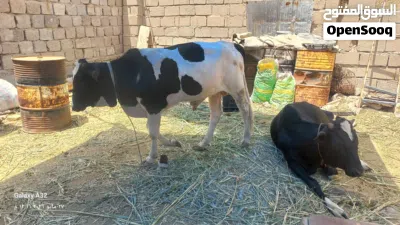 عجوله البيع 2