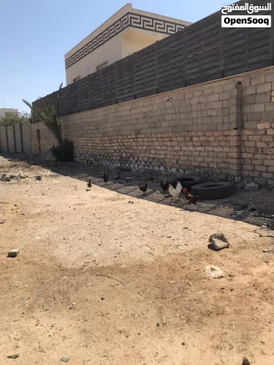 السلام عليكم ورحمة الله وبركاته موجود 5 دجاجة يدحو 2 فراريج يدنو ربي يبارك مشالله 4