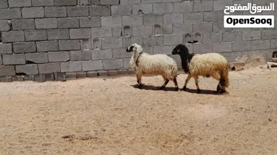 2فطايم وطنيات ربي يبارك عمرهم ف6شهور سليمات من العيوب متع تربيه او موس لبيدبح... 3