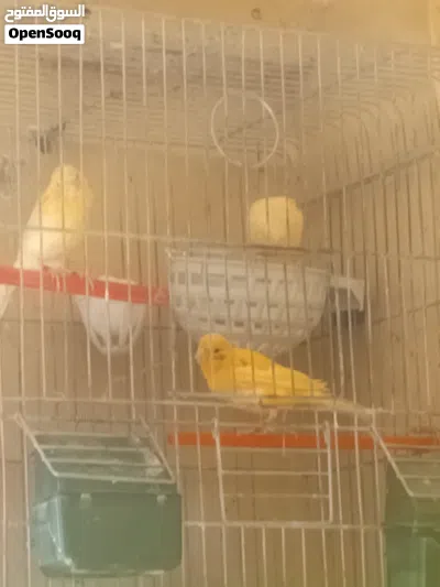 7حبات كنار للبيع 4