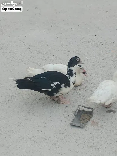 Muscovy duck 5pis 2