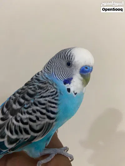 بيع طير بادجي اليف ماعنده عض 4