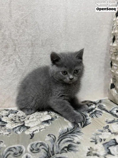 For Sale British Female Kittens 4