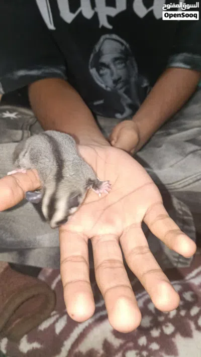 sugar glider 3