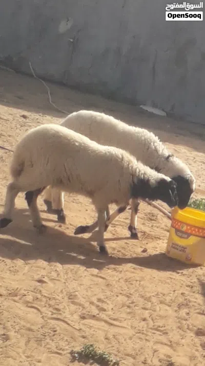 زوز إفطايم برقاويات عمرهم 6شهور إفاطايم ماشاء الله لا قوة إلا بالله خاليات من جميع العيوب سعر الواحد 2