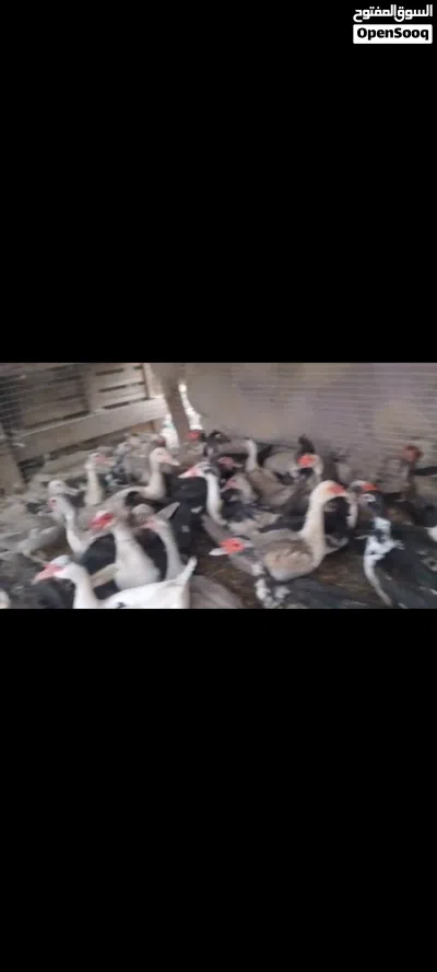 بط مصريات للبيع 2