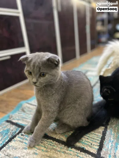 قطط سكوتش للبيع 3