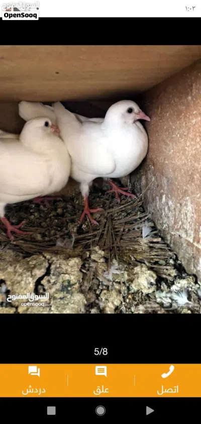 زغاليل طازجه مذبوبحه منظفه جاهزه للطبخ 2