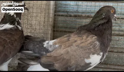 جوز مالطي للبيع 3