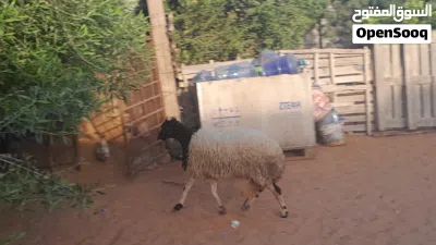 فطيمه وطنيه الله يبارك عمرها ف7شهور سليمه من الامراض متع تربيه مشالله.. 4