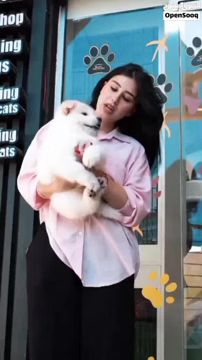 الاسد الصيني تشاوتشاو كريمي .ذكر .جميع اللقاحات 3