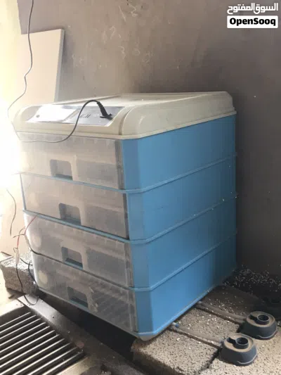 حضانة لجميع البيض 2