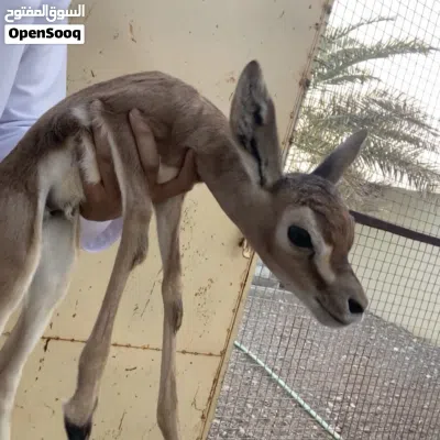 غزال ذكر ديماني للبيع 3