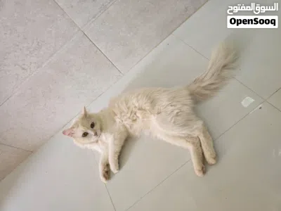 قط شيرازي ابيض أليف مناسب للاطفال 4