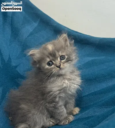 قطط شيرازي 2