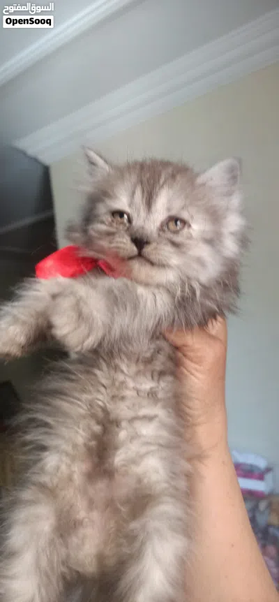 بيع قطط شيرازي شانشيلا 2
